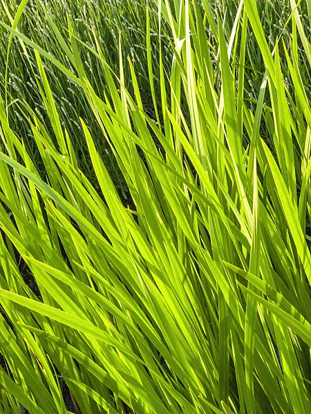 414008 - Calamus (Acorus calamus)