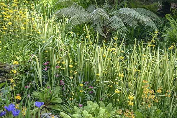 575005 - Calamus (Acorus calamus 'Variegatus')