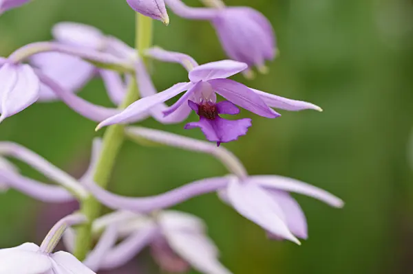 487097 - Calanthe ceciliae