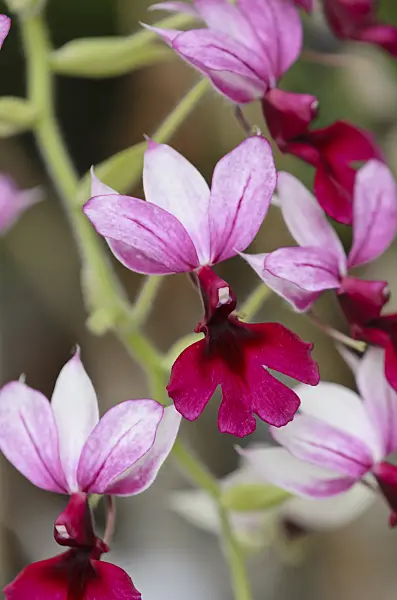 529054 - Calanthe Grouville