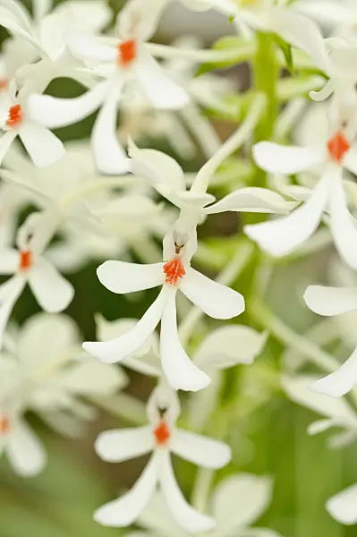 474220 - Calanthe veratrifolia