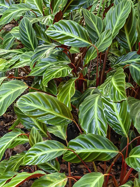 434297 - Calathea ecuadoriana