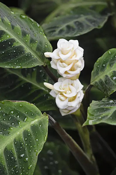 529113 - Calathea warscewiczii