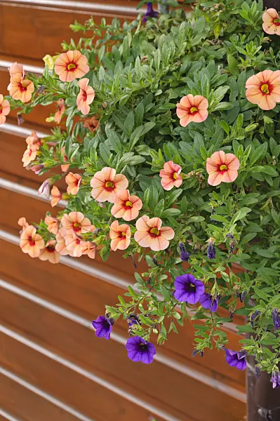 488086 - Calibrachoa