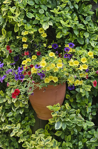 534074 - Calibrachoa