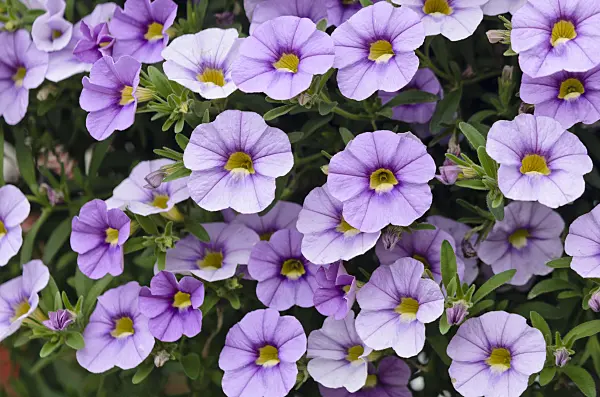 572072 - Calibrachoa Aloha Blue Sky