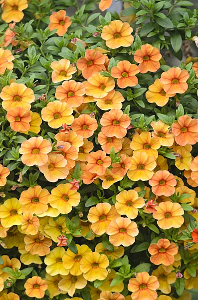 572074 - Calibrachoa Aloha Kona Mango