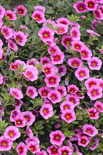 572073 - Calibrachoa Aloha Tiki Hot Pink