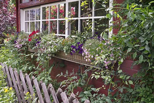572122 - Calibrachoa and pelargoniums (Pelargonium) in flower boxes