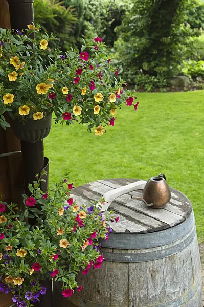 510048 - Calibrachoa at a rain barrel with a watering can