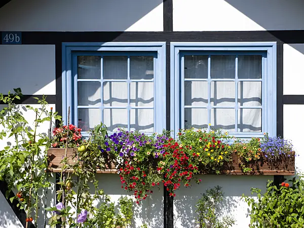 476003 - Calibrachoa, beggarticks (Bidens) and lobelia (Lobelia) at a blue window