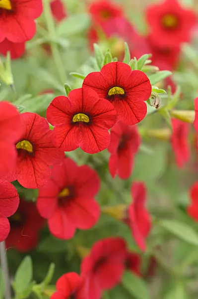 485030 - Calibrachoa Calita Deep Red