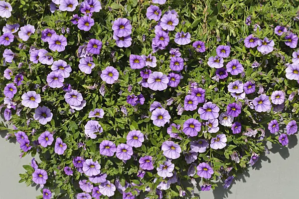 476226 - Calibrachoa Callie Light Blue