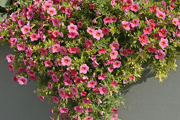 476225 - Calibrachoa Callie Purple