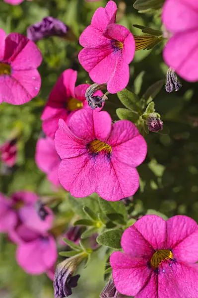 476220 - Calibrachoa Callie Rose