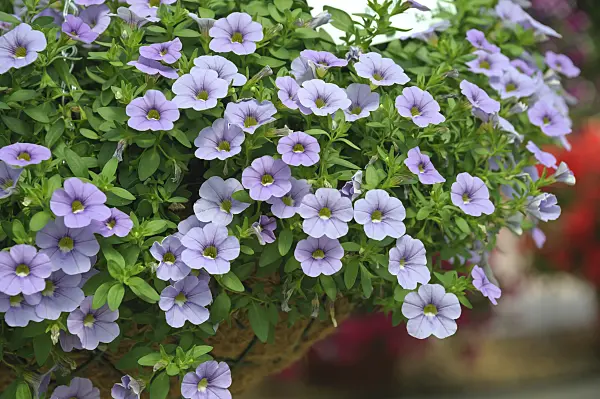 517087 - Calibrachoa Celebration Silver Blue