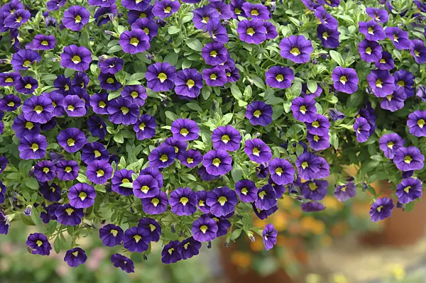 517088 - Calibrachoa Celebration Velvet Blue