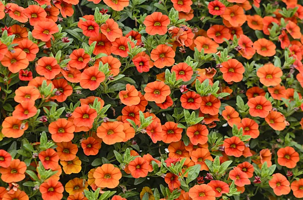 572075 - Calibrachoa Colibri Orange