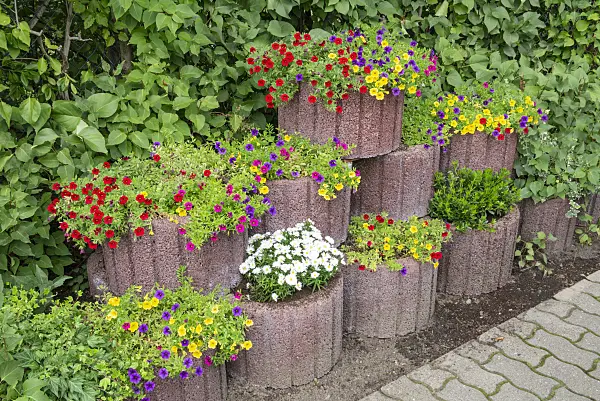 625009 - Calibrachoa dans des bacs à fleurs