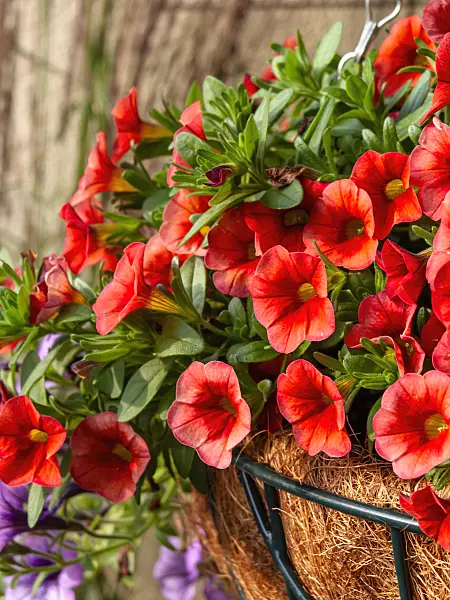 461165 - Calibrachoa Dream Kisses