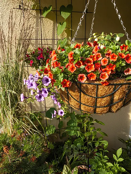 461163 - Calibrachoa Dream Kisses and petunias (Petunia) in a hanging basket