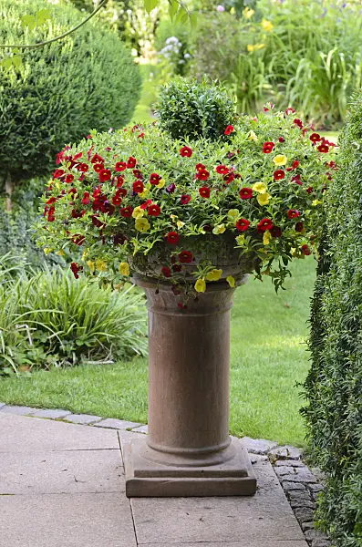 570095 - Calibrachoa in a flower tub