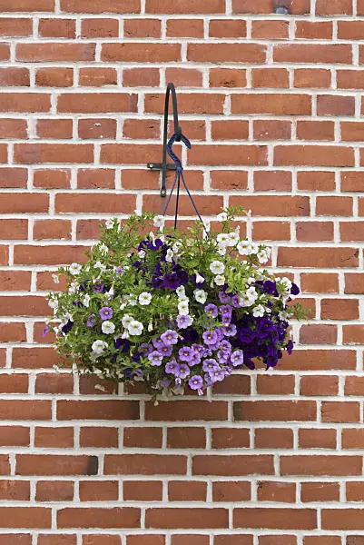 559009 - Calibrachoa in a hanging basket