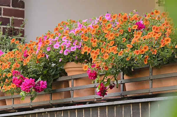 534085 - Calibrachoa in flower pots