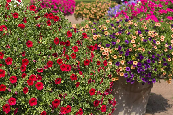 511078 - Calibrachoa in flower tubs