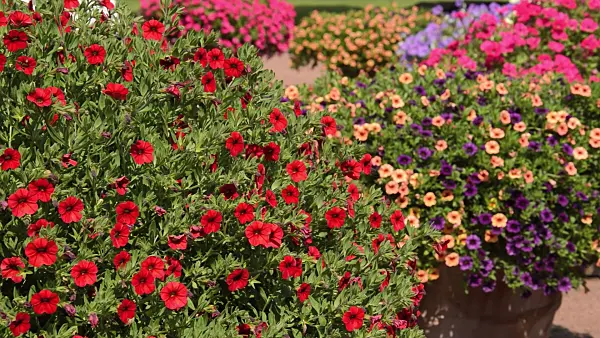 511098 - Calibrachoa in flower tubs