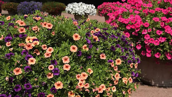 511099 - Calibrachoa in flower tubs