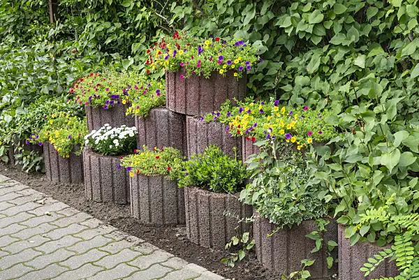 625008 - Calibrachoa in flower tubs