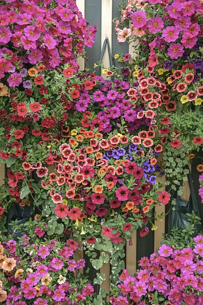535389 - Calibrachoa in plant bags