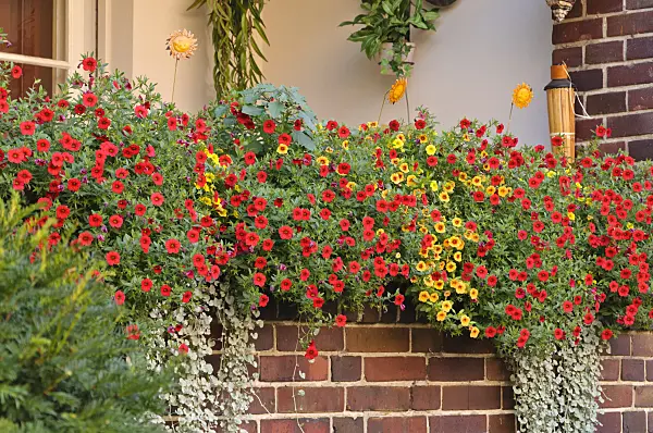476279 - Calibrachoa on a balcony
