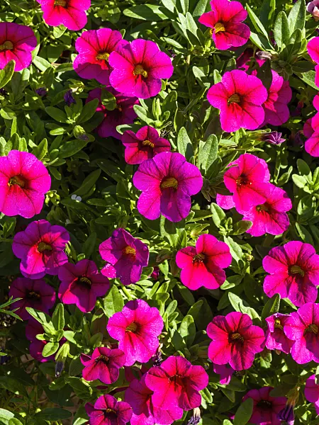 440245 - Calibrachoa Superbells Magenta
