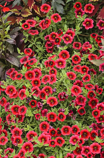 547026 - Calibrachoa Superbells Pomegranate Punch