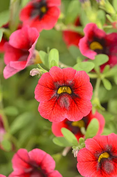 547027 - Calibrachoa Superbells Pomegranate Punch