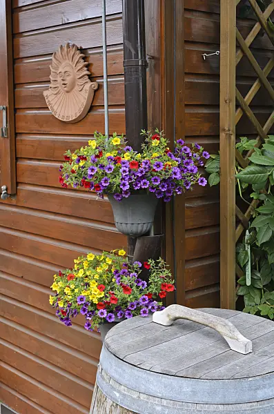 534072 - Calibrachoa with water butt