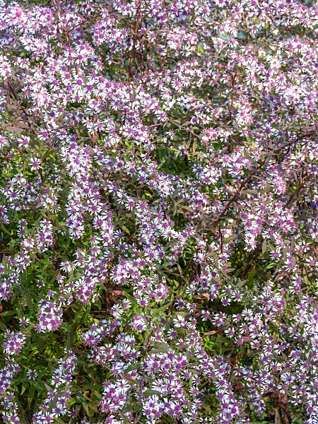 430208 - Calico aster (Aster laterifolius 'Lady in Black')