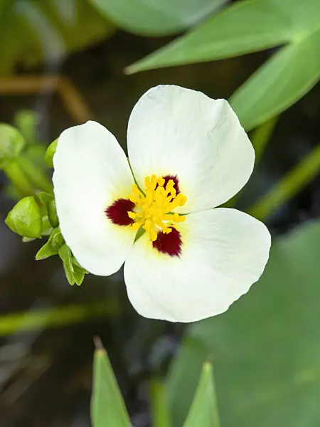 427025 - California arrowhead (Sagittaria montevidensis)