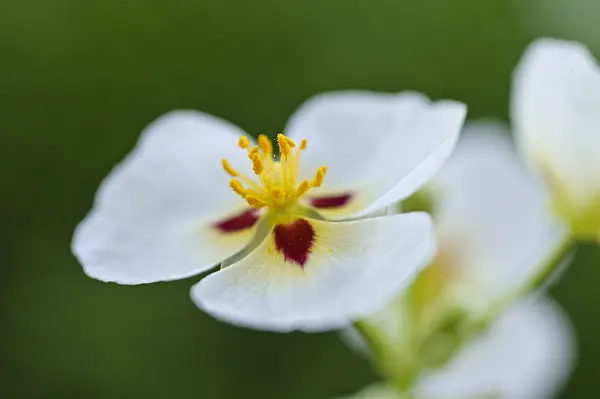 481048 - California arrowhead (Sagittaria montevidensis)