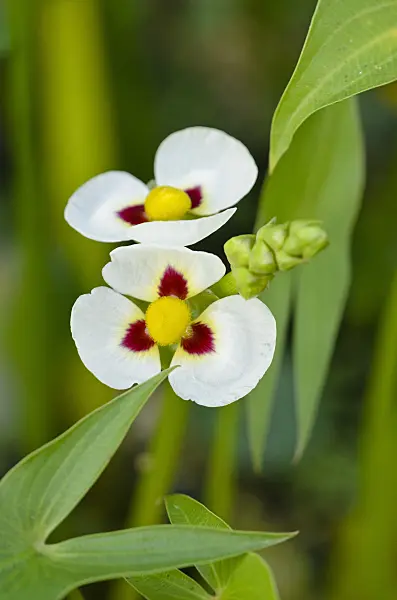 524126 - California arrowhead (Sagittaria montevidensis)