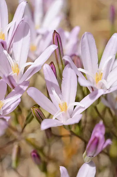 508434 - California brodiaea (Brodiaea californica)