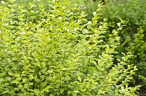 572047 - California privet (Ligustrum ovalifolium 'Aureum')