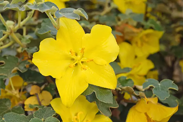 473214 - Californian flannelbush (Fremontodendron californicum)