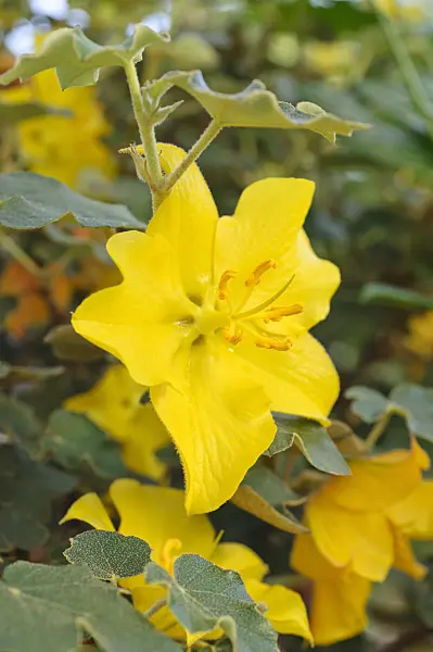 473215 - Californian flannelbush (Fremontodendron californicum)