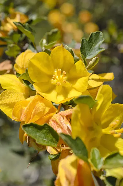 508437 - Californian flannelbush (Fremontodendron californicum)
