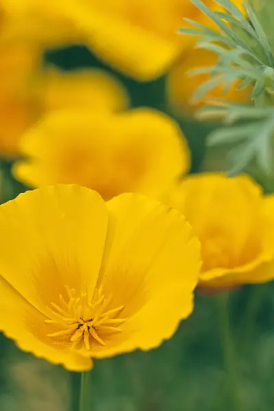367066 - Californian poppy (Eschscholzia californica)