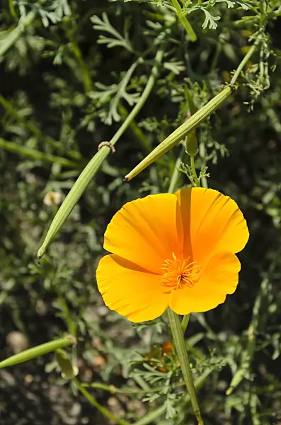 498037 - Californian poppy (Eschscholzia californica)
