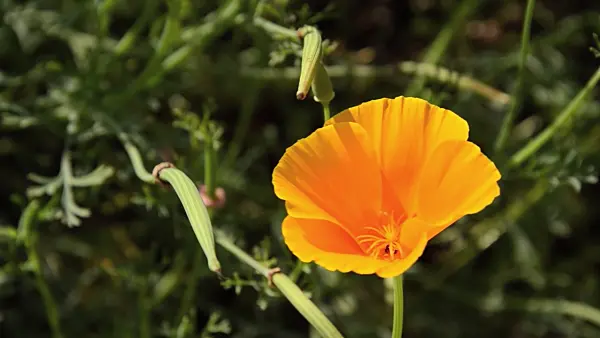 498051 - Californian poppy (Eschscholzia californica)
